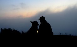 4 Ways Your Dog is Comforting You