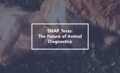 SNAP Tests: The Future of Animal Diagnostics