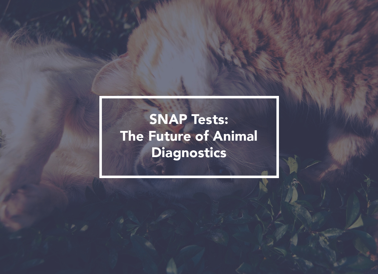 SNAP Tests The Future of Animal Diagnostics