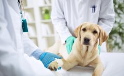 Lunch and Learn Series: The Vet Biochemistry Essentials