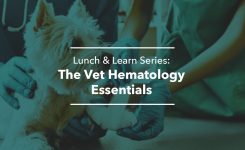 Lunch and Learn Series: The Vet Hematology Essentials