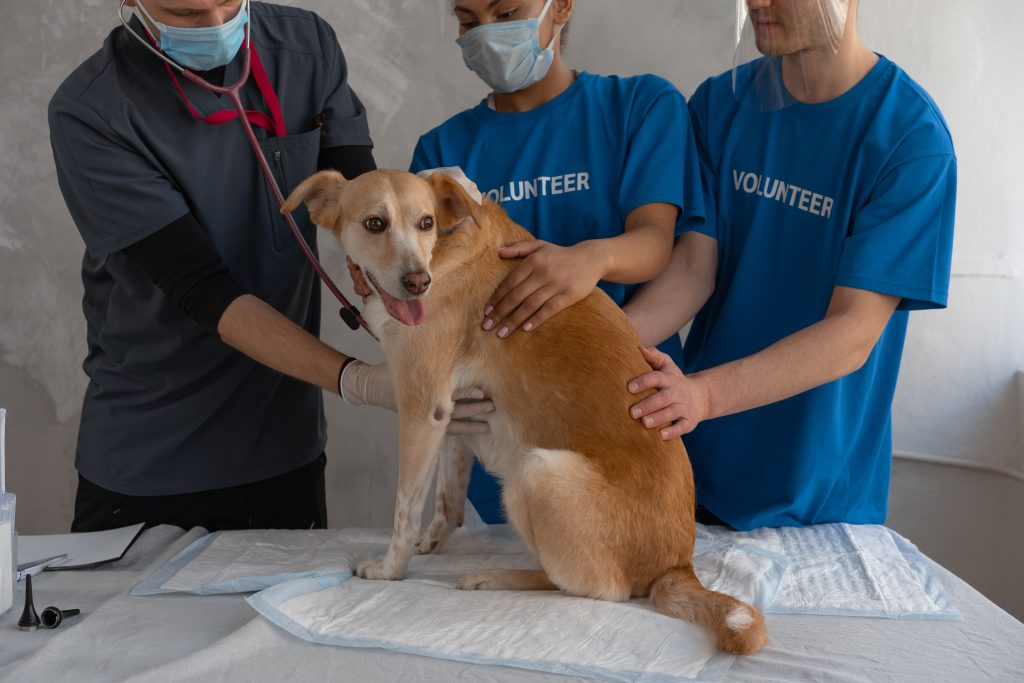 Revolutionizing Vet Imaging: MAN Pharma Unveils VetiX P8