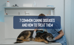 The 7 Common Canine Diseases and How to Treat Them