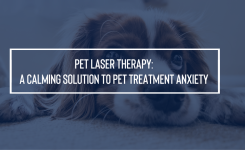 Pet Laser Therapy: A Calming Solution to Pet Treatment Anxiety