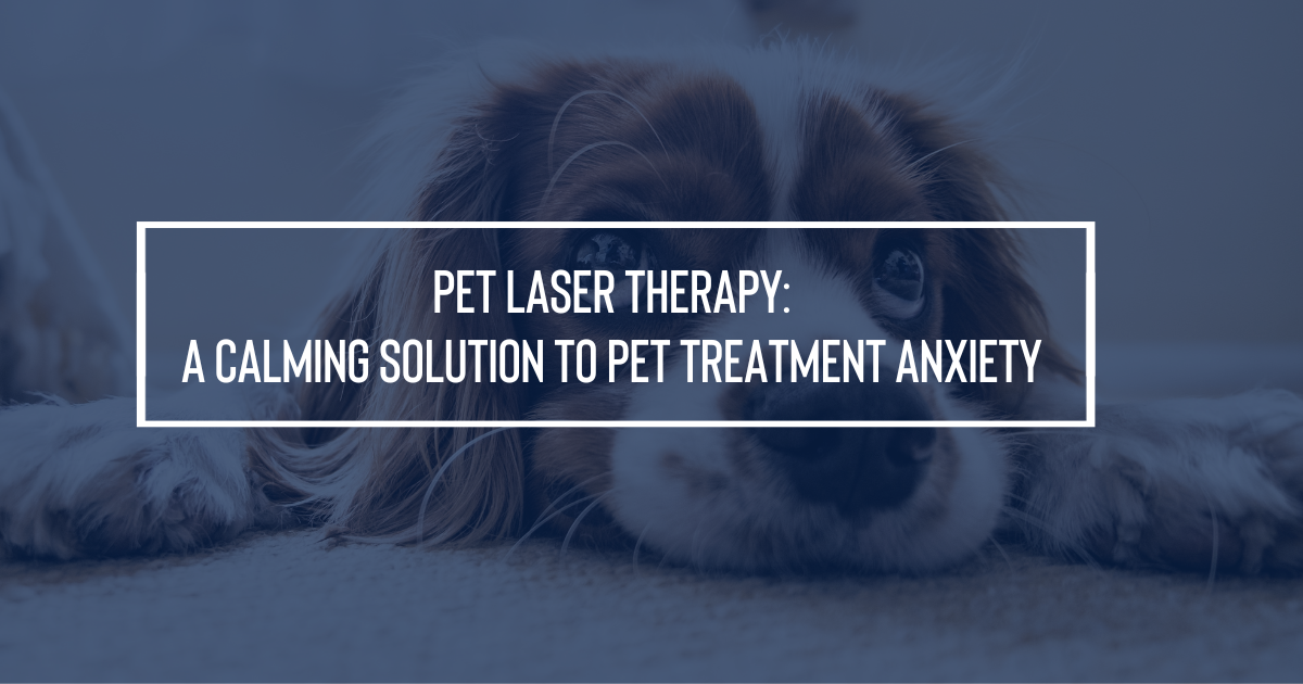 Pet Laser Therapy A Calming Solution to Pet Treatment Anxiety